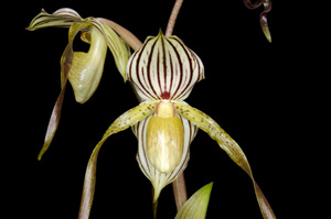 Paph. philippinense Tyrone HCC 77 pts